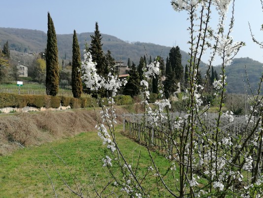 fioriture sfondo Villa Gazzola