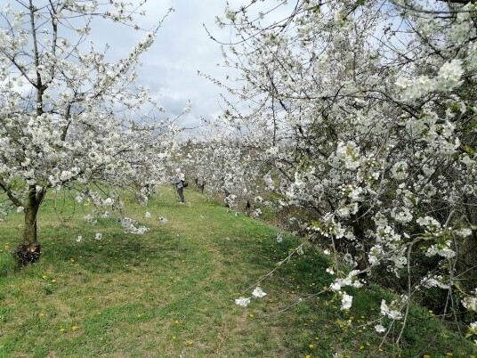 Ciliegi in Fiore Mazzano - Fiamene -Saline