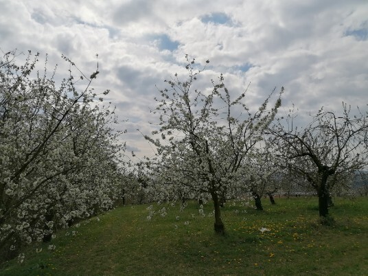 Ciliegi in Fiore Mazzano - Fiamene -Saline