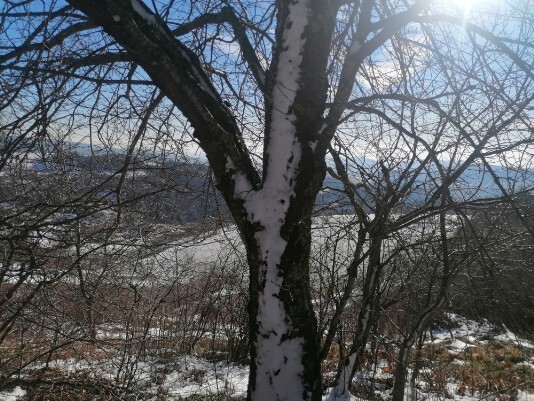 albero tronco con neve