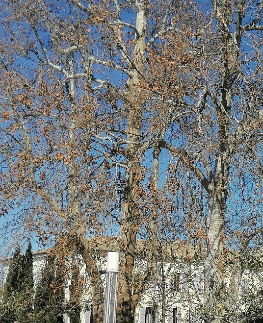 alberi lungolago Bardolino