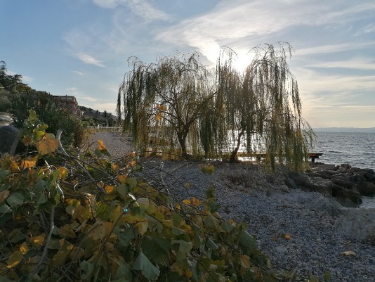 alberi e riflessi al tramonto Lago Garda